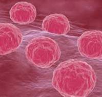 Positive Chlamydia Trachomatis Serology Does Not Affect Live-Birth Rate After Intrauterine Insemination