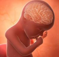 Fish-Oil Containing Lipid Emulsions Support Brain Growth in Very Preterm Infants