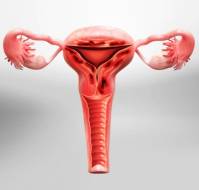 Fertility Prognosis in Adenomyosis: The Role of Pelvic Adhesions Post-HIFU