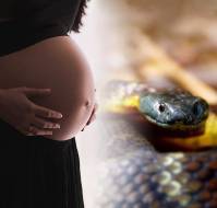 High-Dose of Tranexamic acid for Managing Excessive Postpartum Hemorrhage after a Poisonous Snake bite in the Third Trimester of Pregnancy