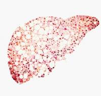 Pathogenesis of Metabolic Liver Disease