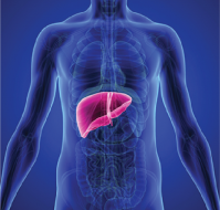 Liver Health in Menarche and The Effect of Hormones