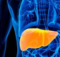 Impact of Fatty Liver Disease on Cardiovascular Health: Understanding the Connection