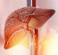 The Liver's Role in Post-convalescence