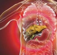 Understanding Liver Function: The Vital Organ in Your Body