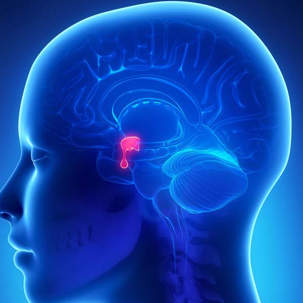 Sheehan’s Syndrome – characterized by severe postpartum bleeding, shock ...