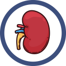 Kidney icon