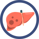 Liver icon